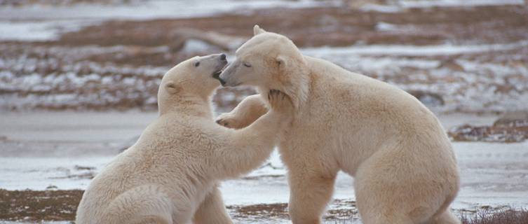 Churchill's polar bears, Manitoba