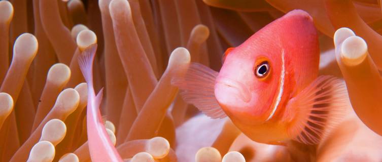 Clown fish in Truk Lagoon, Micronesia