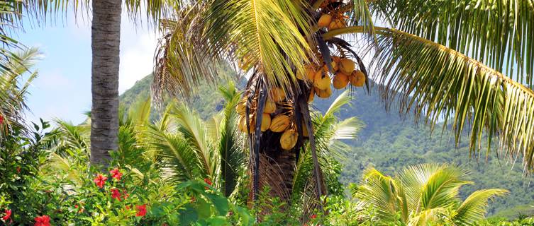 Coconut palm on Rarotonga Island, Cook Islands