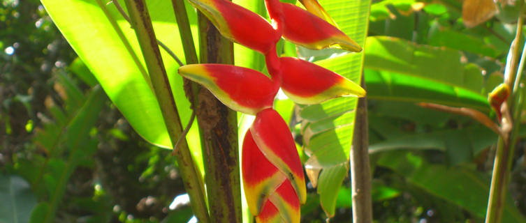 Colourful flora, St Lucia