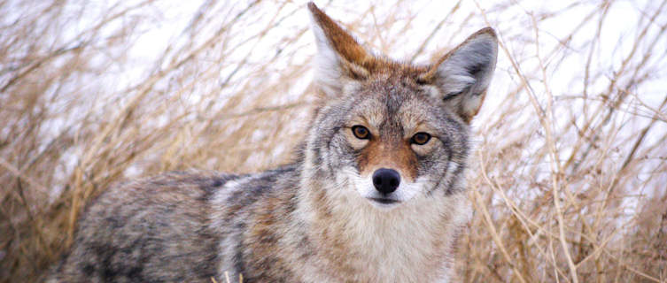 Coyote near White River, Yukon