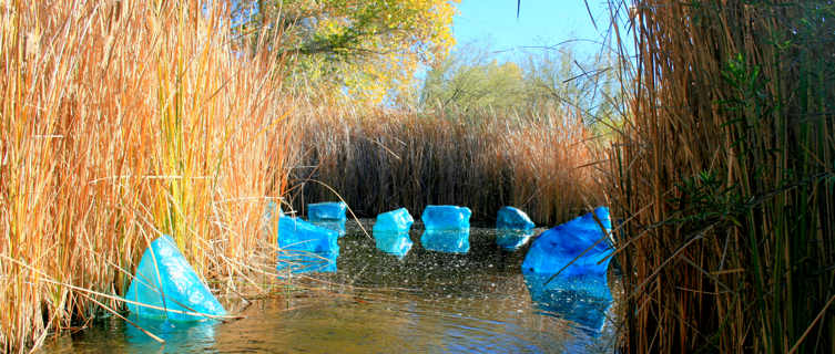 Desert Botanical Garden, Phoenix