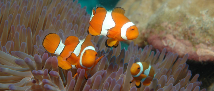 Dive off the Great Barrier Reef, Queenland