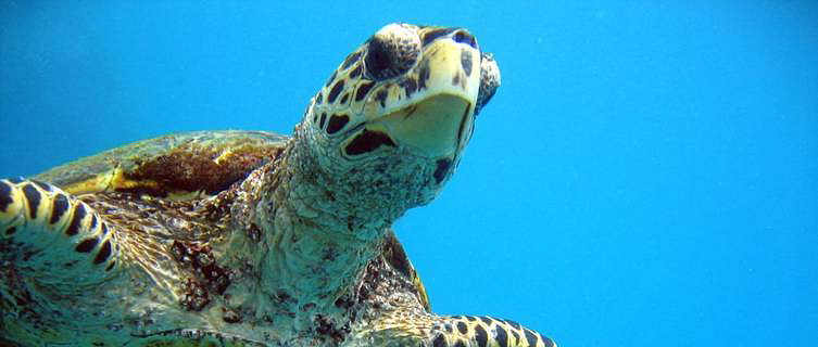 Dive with turtles in the Seychelles