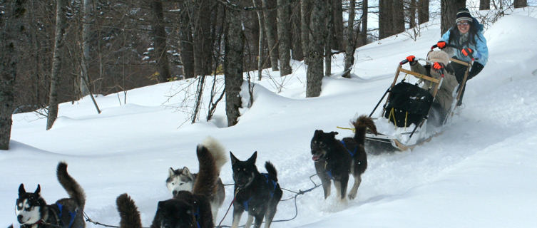 Dog sledding, Furano