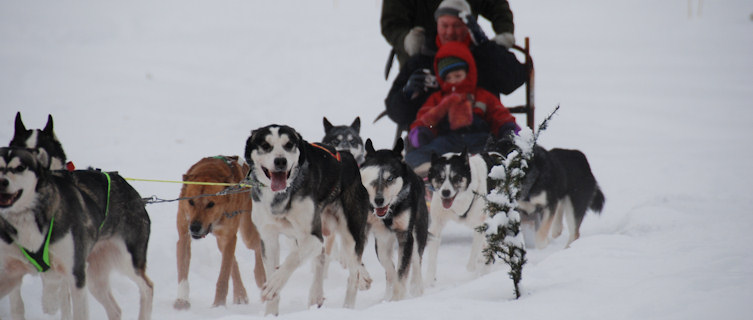 Dog sled, Riksgränsen