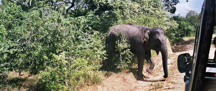 Elephant in Yala National Park, Sri Lanka