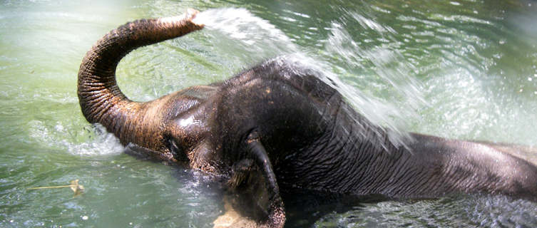 Elephant trekking in Ao Nang