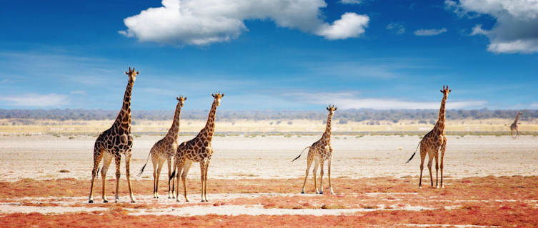 Etosha National Park, Namibia