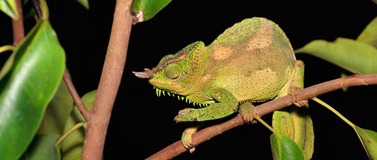 Four-horned chamelon, Nigeria