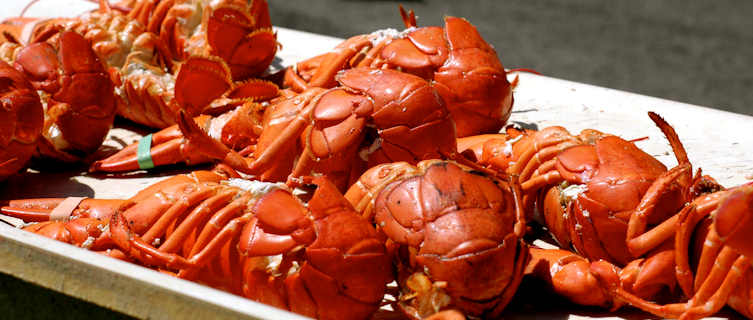 Fresh lobster caught in Maine