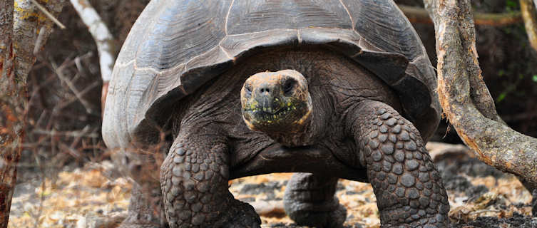 Galapagos Tortoise, Galapagos Islands, Ecuador