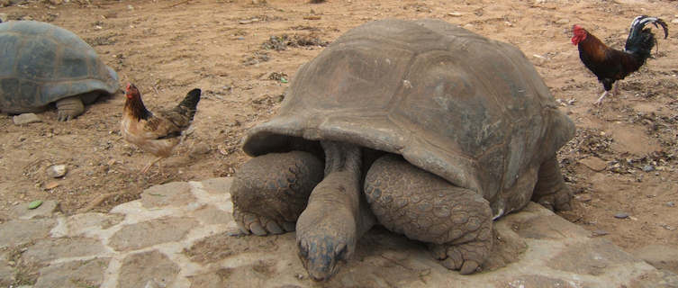 Giant tortoises in Mauritius