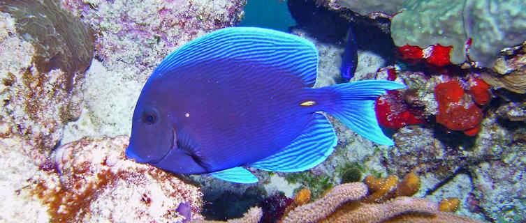 Go diving in Cozumel, Mexico