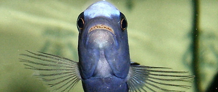 Go diving in Lake Malawi