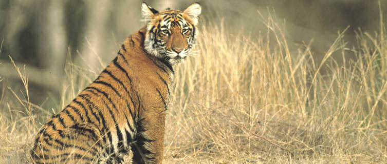 Go tiger spotting in Rajasthan, India