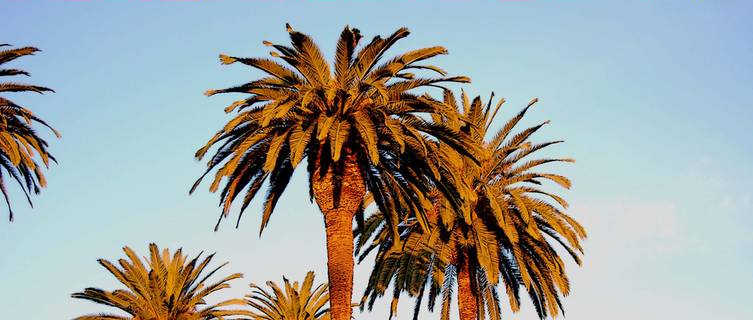 Golden Palm Trees, San Marino, CA