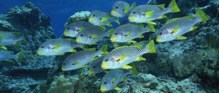 Great Barrier Reef, Cairns, Australia 