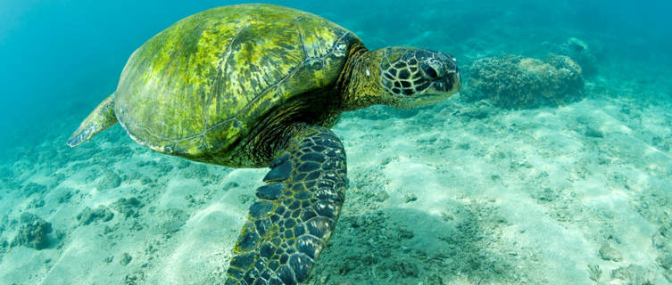 Green sea turtle, Hawaii