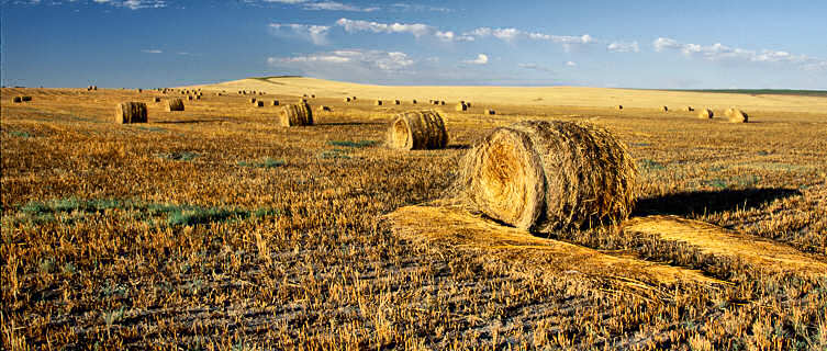 Hayfields of North Dakota