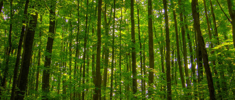 Hike in Monongahela National Forest, West Virginia