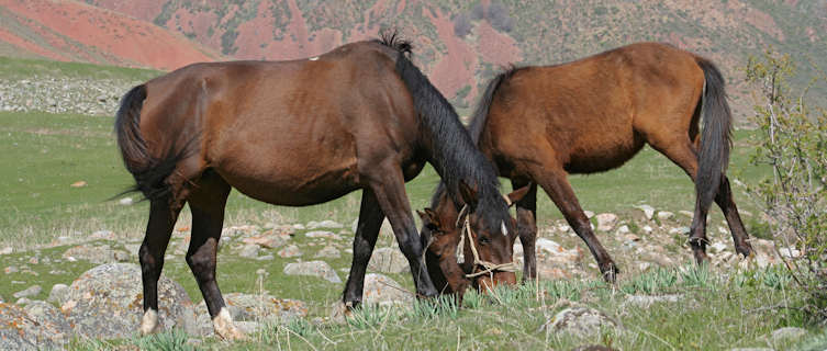 Horseback riding in Ala-archa Canyon, Kyrgyzstan