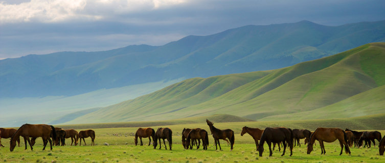 Horse pastures in Kentucky