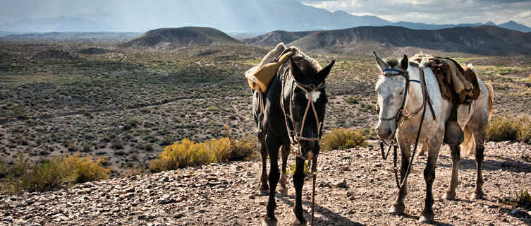 Horses in the Andes, Argentina