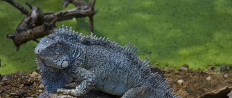 Iguana, Bonaire