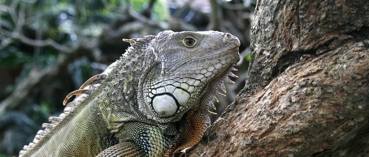 Iguana, Cayman Islands