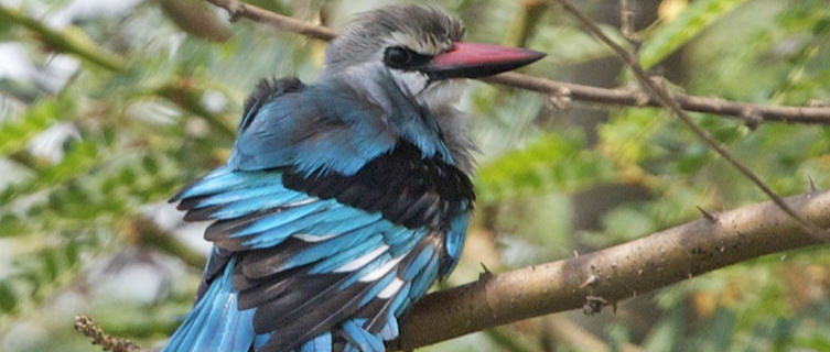 Kingfisher in Akagera National Park