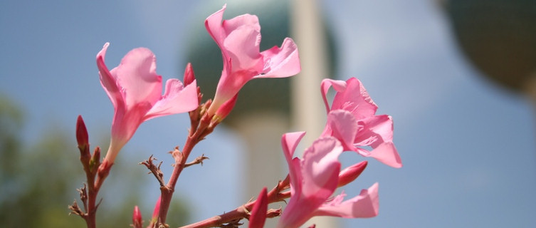 Kuwait Towers