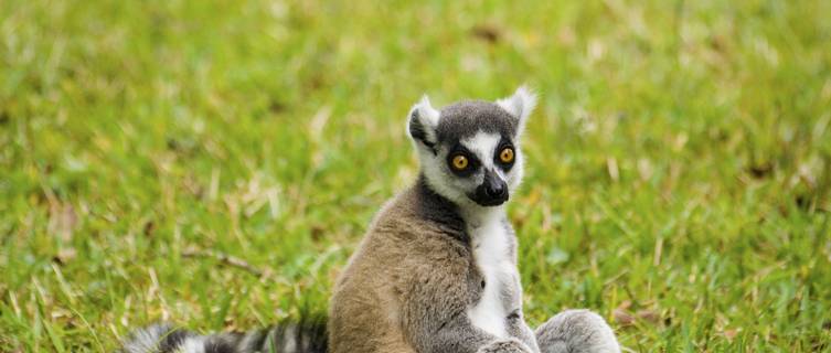 Lemurs are a big attraction