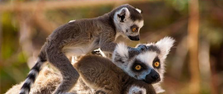 Lemurs in Madagascar