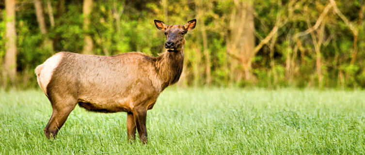 Lone elk, Ozark Mountains, Arkansas