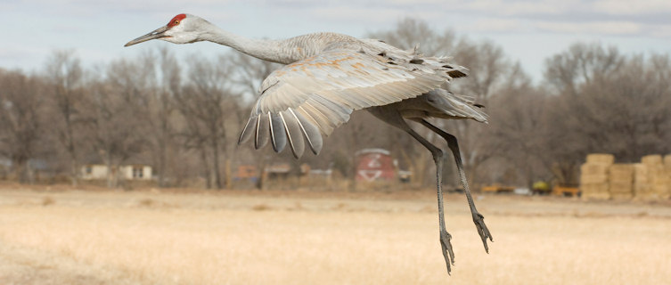 Lone sandhill crane in flight, New Mexico