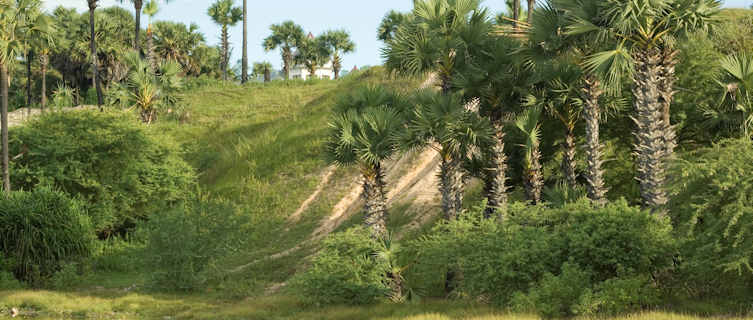 Lontar palms, East Timor