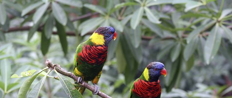 Lory birds in Jurong Bird Park