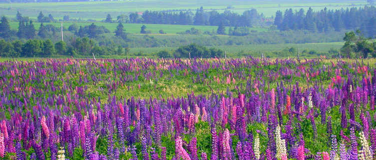 Lupin flowers on Prince Edward Island