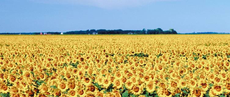 Manitoba countryside