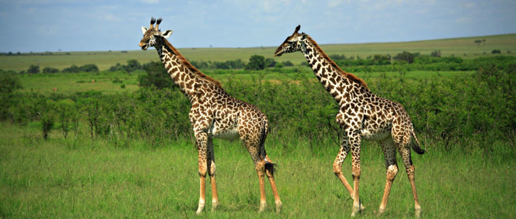 Masai Mara National Reserve, Kenya