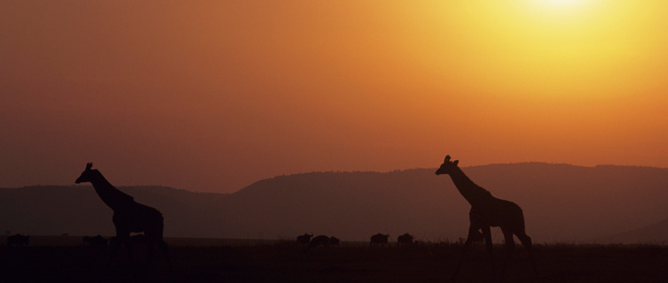 Masai Mara National Reserve