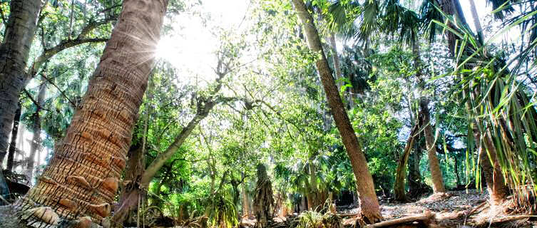 Mataranka hot springs, Northern Territory