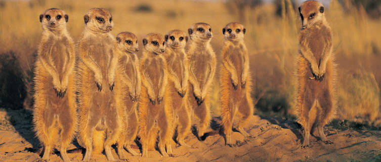 Meerkats in the Kalahari Desert, Botswana