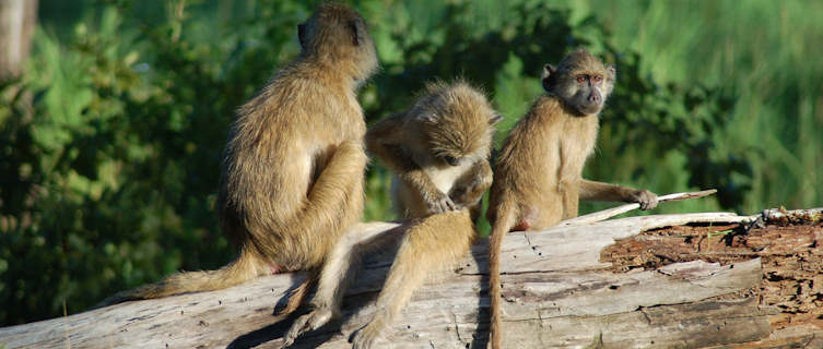 Monkeys, South Luangwa National Park