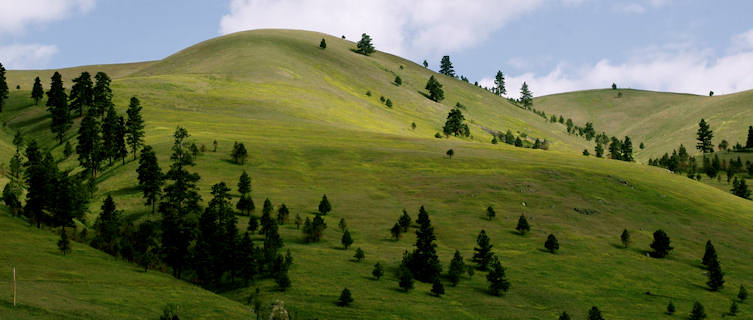 Montana Hills