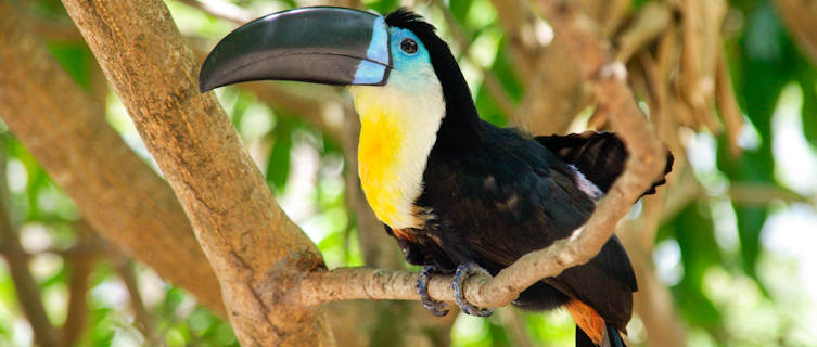 Nicaragua is home to brightly coloured macaws