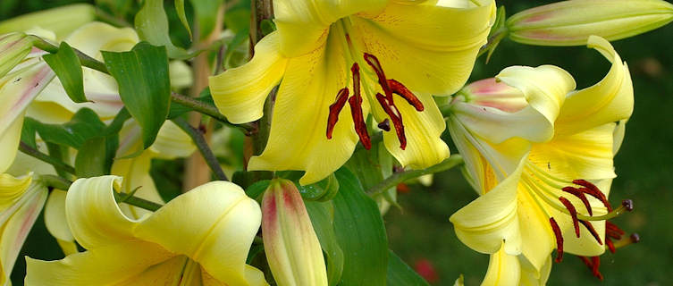 Ohio flowers