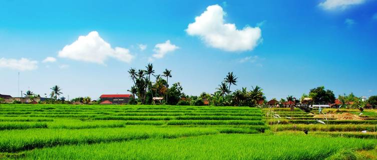 Paddy fields, Laos