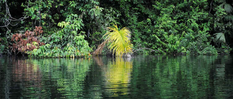 Panama rainforest